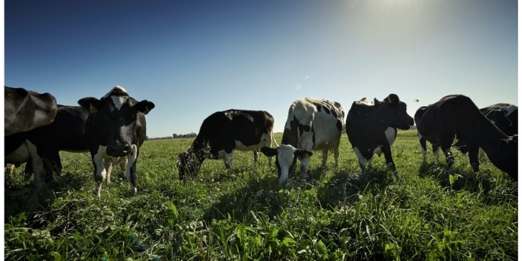 Imagen vacas en el campo