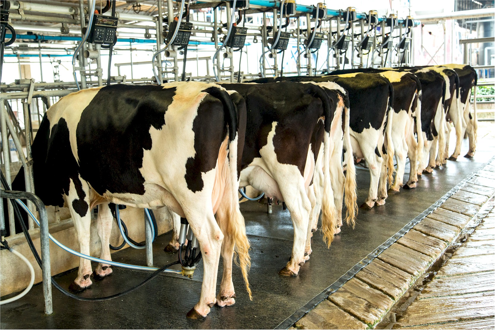 Nuevo estímulo para más de 1.600 productores del sector lácteo