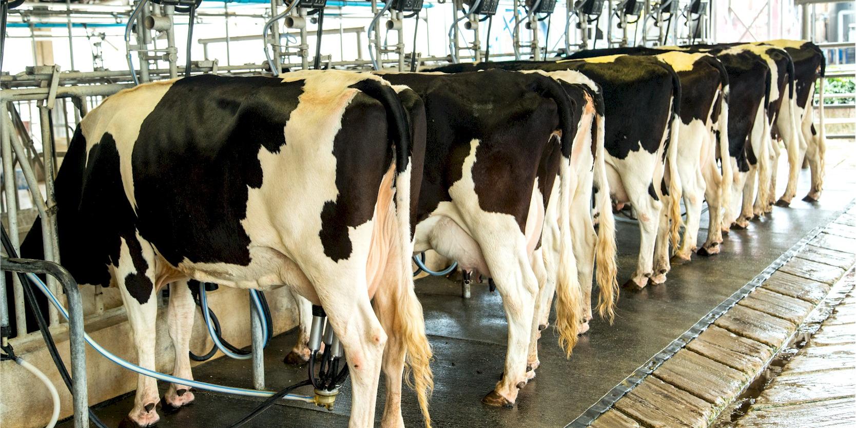 Nuevo estímulo para más de 1.600 productores del sector lácteo